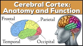 Lobes of the Brain: Cerebrum Anatomy and Function [Cerebral Cortex]