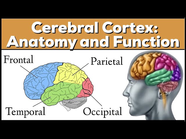 Lobes of the Brain: Cerebrum Anatomy and Function [Cerebral Cortex] class=