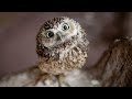 Super cute and funny video of birds