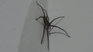 Смешное видео про паука. Тайланд. Пхукет.(Большой паук пришел к нам в гости вечером., 2014-10-24T12:57:58.000Z)