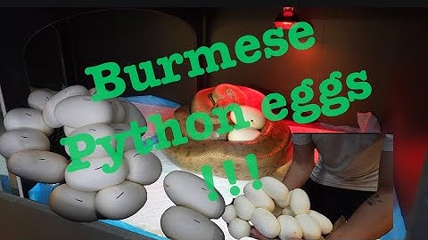 Burmese Python Breeding / eggs