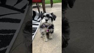 We got a MINI Schnauzer puppy!