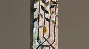 27 08 2025 اكسبلور اغاني متابعه لايك تصميمي Birds Lovebirds Parrot Youtubeshorts Shorts 