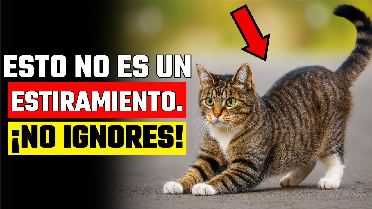 Si Tu Gato Se Estira Cuando Te Ve… Esto Es Lo Que Realmente Significa