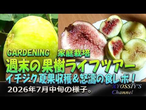 果樹 utabe.f XYOSSIY's Fruit Tree Channel] Weekend Fruit Garden Tour: Summer