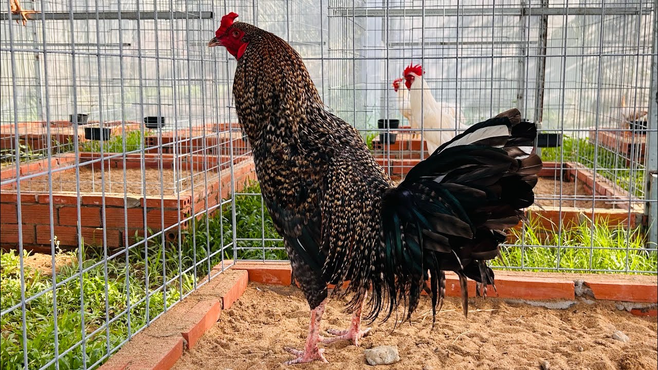 2/2 Giao Lưu Ae Super Vip. 0961 496 696