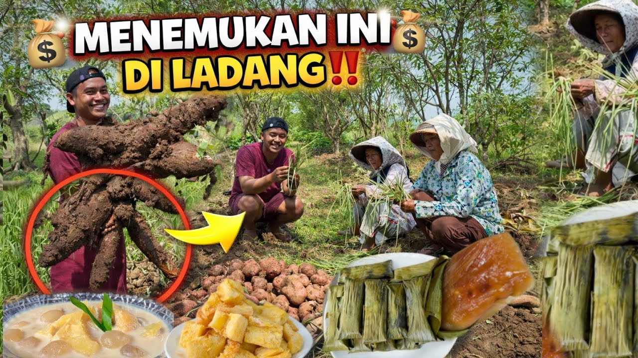 PANEN UBI DI PERSAWAHAN LURR CARA BIKIN KOLAK SINGKONG KEJU DAN LEMET…‼️😍
