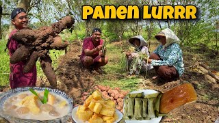 PANEN UBI DI PERSAWAHAN LURR CARA BIKIN KOLAK SINGKONG KEJU DAN LEMET…‼️😍