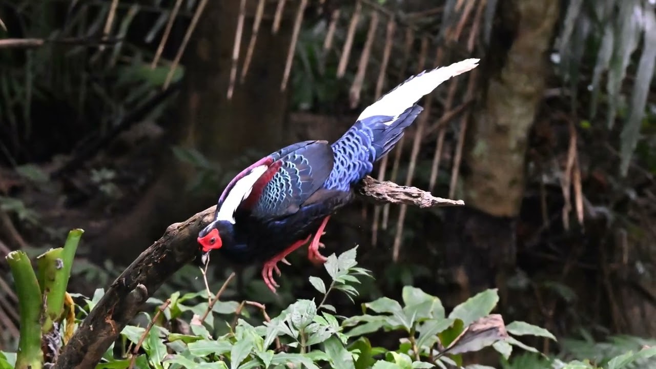 人生70才開始 398 260207 藍腹鷴1