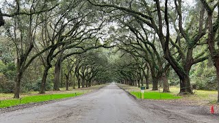 Touring Wormsloe Historic Site in Savannah, GA | Beautiful Road in Savannah