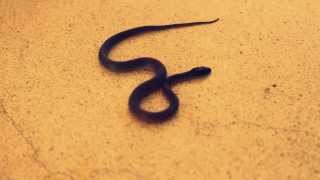 Змея в номере (Шри-Ланка) - Snake in hotel (Sri Lanka)