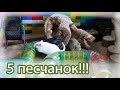 5 песчанок в лабиринте