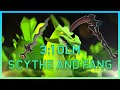 Osrs quick guide  31 olm with fang and scythe