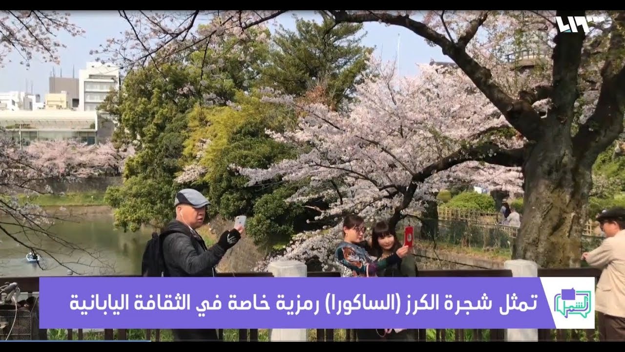 شجرة الكرز الساكورا ورمزيتها في الثقافة اليابانية Youtube