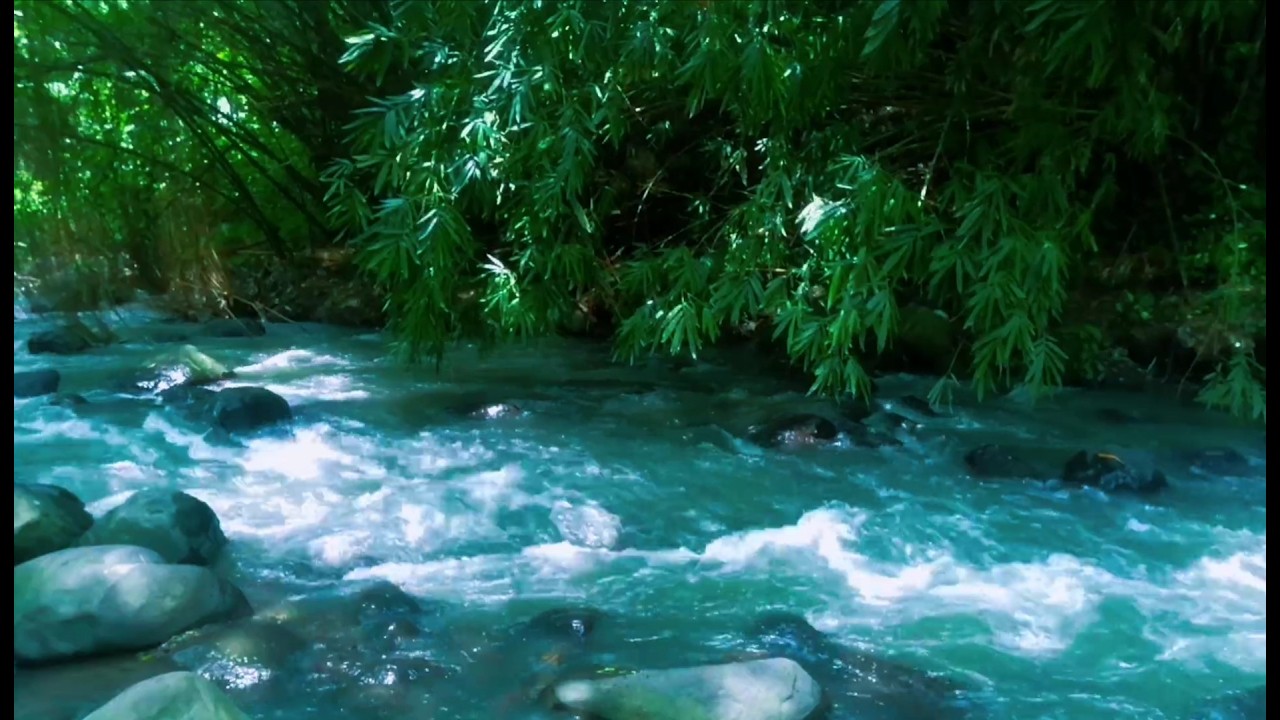 Tranquil River Ambience – Soft Stream and Forest Sounds for Deep Sleep and Inner Peace