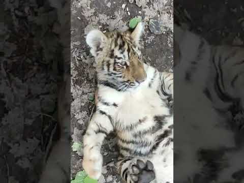 Тигрëнок Тимур - всеобщий любимец❤ #тигр #тигрёнок #тигрёнок #tiger #tigers #тигртимур #funnyanimals