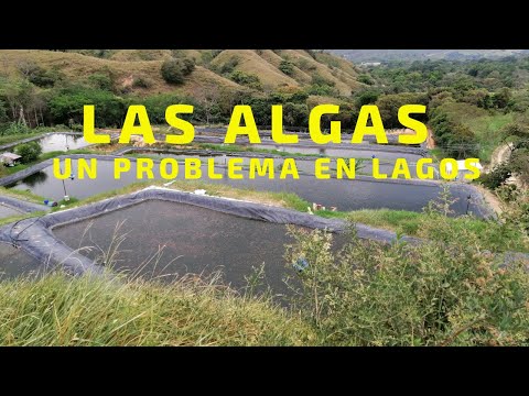 Video: ¿Las mojarras azules comen algas?