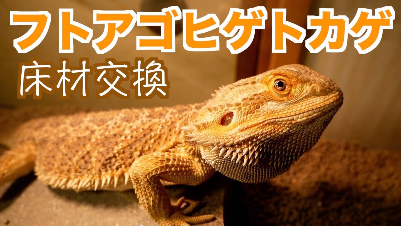 フトアゴヒゲトカゲ 飼育#9【床材交換】 - YouTube