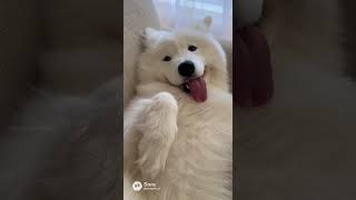 When Youre 90% Fluff And 10% Brain Cell