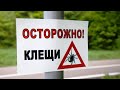 7 простых вещей, которые надо знать о клещах!