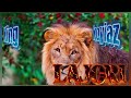 LAJORI BY KING KOYIAZ Official Audio