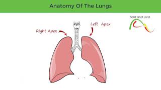 Anatomy of the Lungs - Part 1