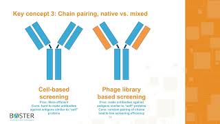 Recombinant Rabbit Monoclonal Service | Workflow Overview & Comparison Recombinant Rabbit Monoclonal Service | Workflow Overview & Comparison