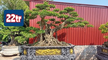Cây này 22tr to, đẹp các bác ạ - Nhà Vườn Phong Sơn 0918484837