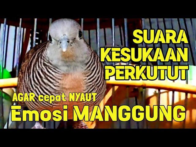 Perkutut Ampuh Untuk Perkutut Malas Bunyi Sekali Dengar Suara Ini Langsung Bunyi class=