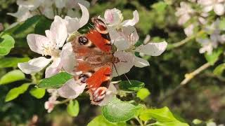 Butterflies and blossom