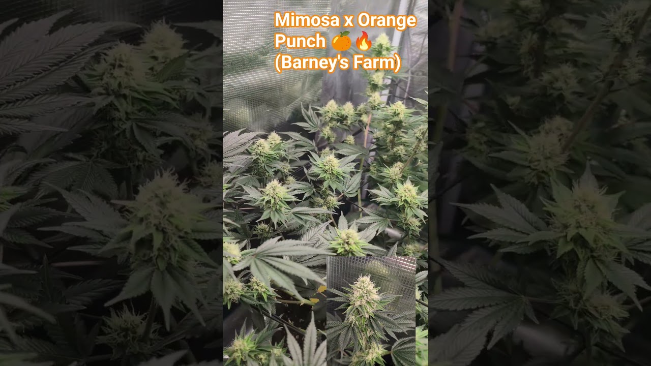 Mimosa X Orange Punch 🍊❤️‍🔥 /DAY 30 Flower