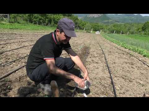 Video: Plante de fasole tepary – Cum să plantezi fasole tepary în grădină