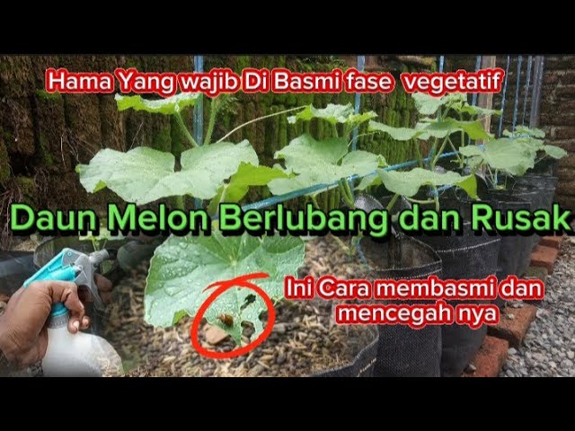 BAHAS TUNTAS!! PENGENDALIAN HAMA DAN PENYAKIT TANAMAN MELON class=