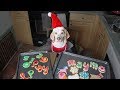 犬がクリスマスのクッキーを作る：Funny Dog Maymo