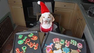 犬がクリスマスのクッキーを作る：Funny Dog Maymo
