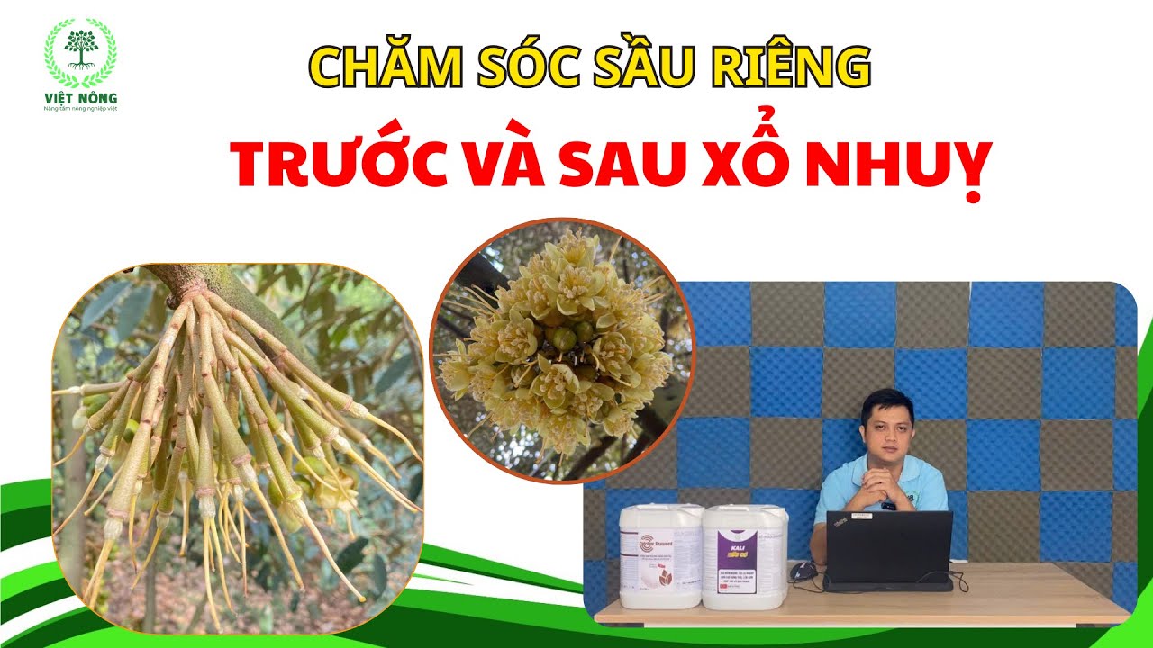VIỆT NÔNG | GIẢI PHÁP CHĂM SÓC SẦU RIÊNG - GIAI ĐOẠN TRƯỚC VÀ SAU XỔ NHUỴ