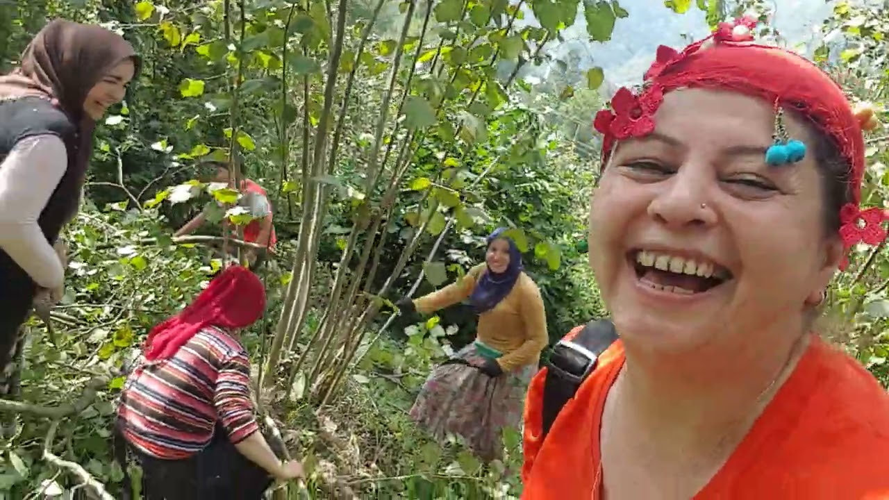 FINDIK BAHÇESİNİN BAKIM ZAMANI İŞTE BÖYLE OLUYO