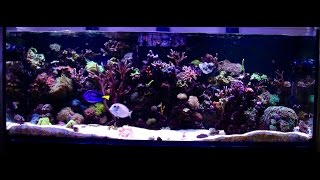 Paul's Red sea reefer 450 - Part 6, 10 month update