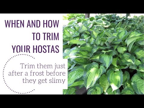 When and How to Clean Your Hostas | www.gardencrossings.com