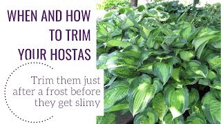 When and How to Clean Your Hostas | www.gardencrossings.com