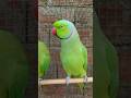 Mitthu Mitthu Talking Green Parrot Short #trendingshorts #shortvideo #youtubeshorts #viralshorts