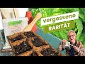 Ansaat-Premiere: Kennst du diese alte Gemüsesorte?