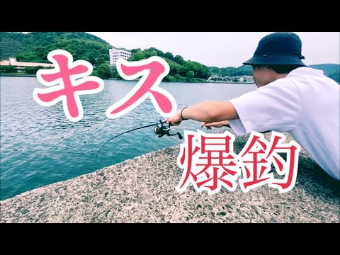 【釣り初心者必見　キス釣り】河口キス釣りで爆釣してしまった