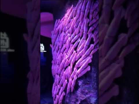 Dubai Aquarium & UnderWater Zoo