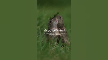 #قران_كريم #صلوا_على_النبي #حالات_واتساب #راحة_نفسية #المصحف #تلاوة_خاشعة #تلاوة_نادرة_لاول_مرة