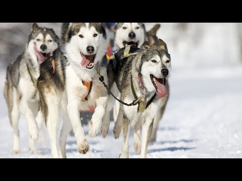 Video: What Are Winter Fun: Dog Sledding