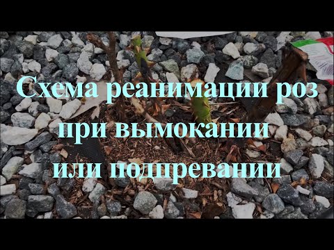 Схема реанимации роз при вымокании или подпревании. Питомник растений Е. Иващенко