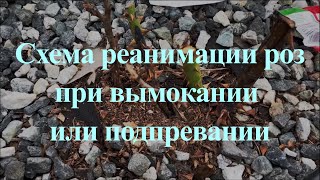 Схема реанимации роз при вымокании или подпревании. Питомник растений Е. Иващенко