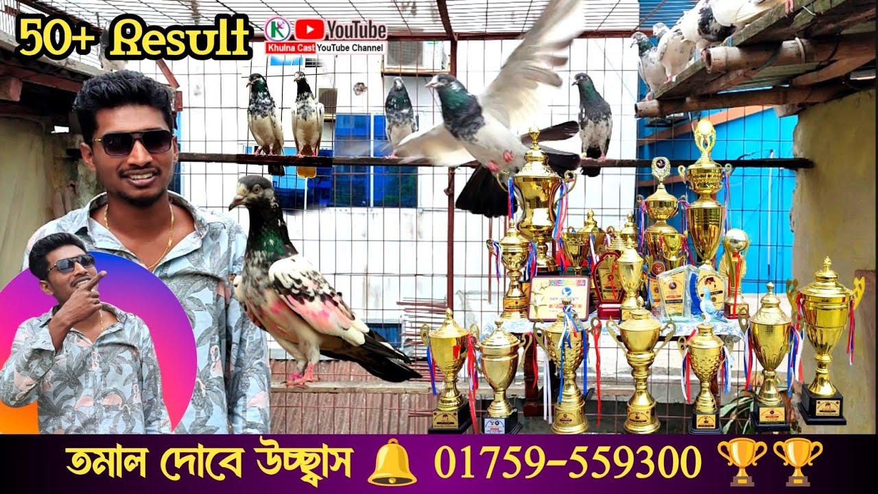 Resulted  Teddy pigeon।। রেজাল্ট করা পাকিস্তানি টেডি কবুতর।। সেরা কবুতর বাজ