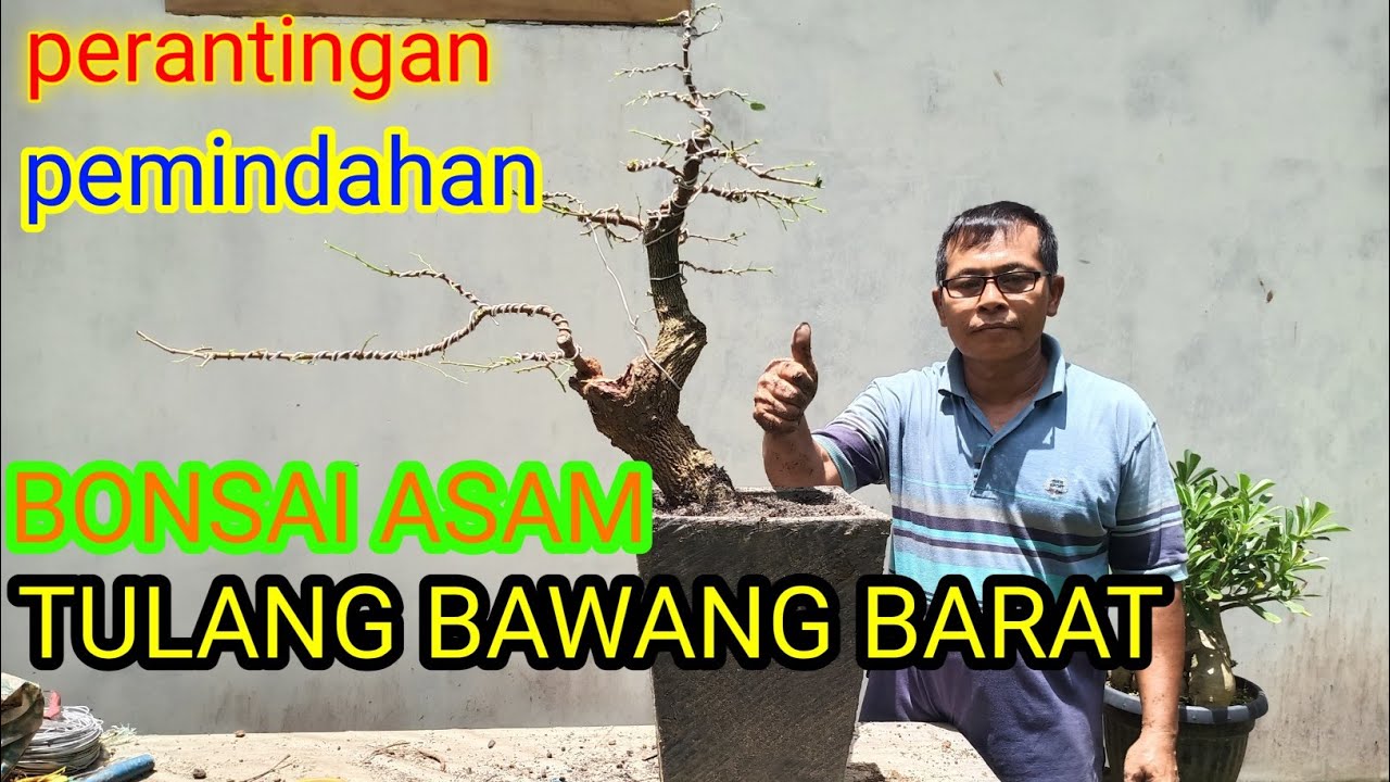 Cara membuat BONSAI ASAM JAWA